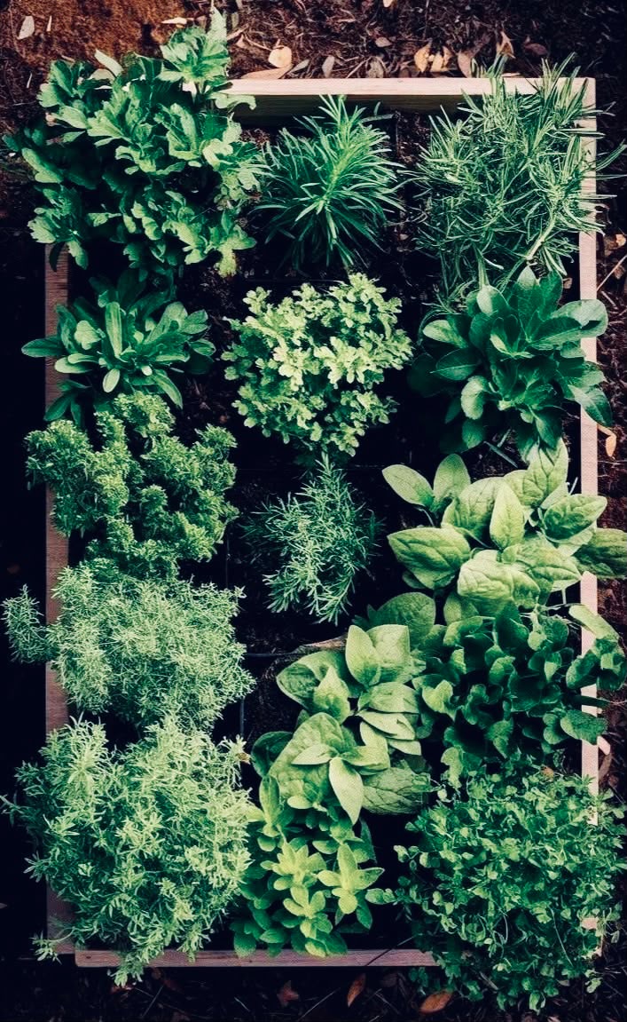 Herbs & Leaves