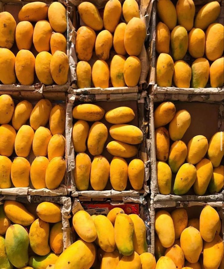 Egyptian Fresh Mangoes